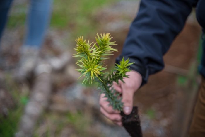 Día de la Tierra: restaurar bosques por la naturaleza y las personas