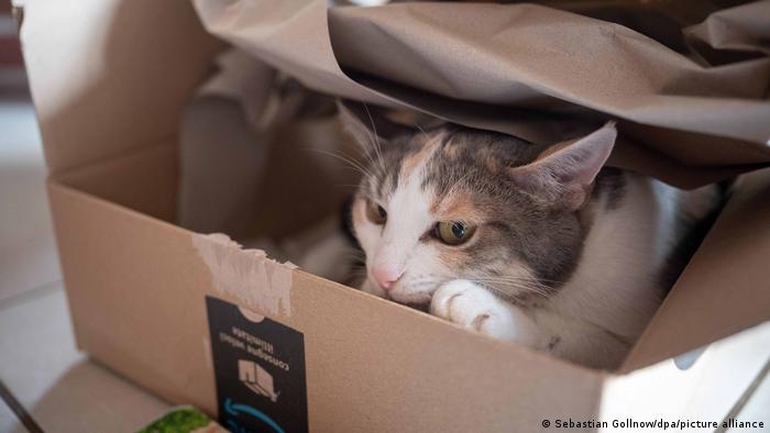 Por qué a los gatos les encanta sentarse en cajas, incluso falsas, según la ciencia