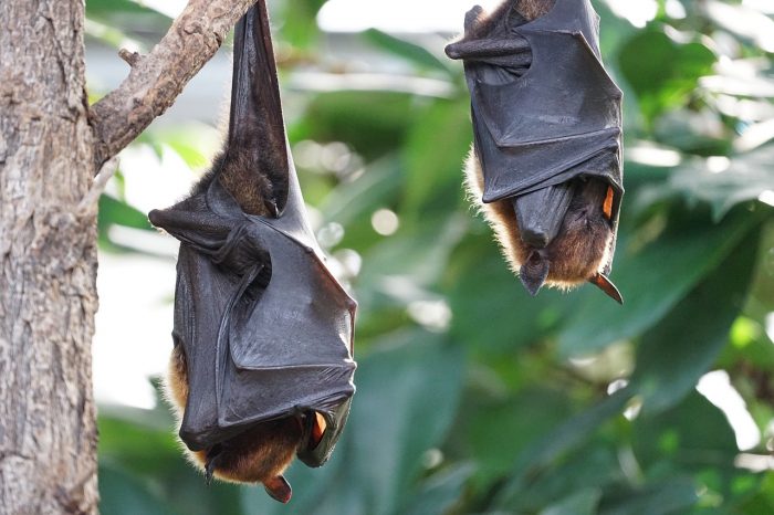 El mundo de los murciélagos abre el ciclo de Cafés Científicos 2021
