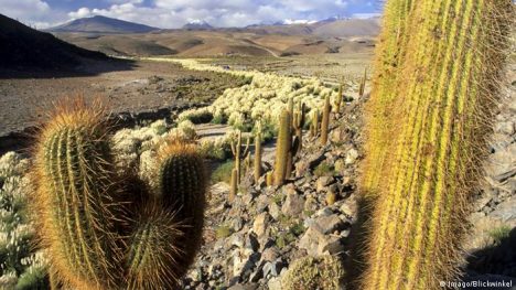 Descubren en Italia más de mil cactus raros extraídos ilegalmente de Chile