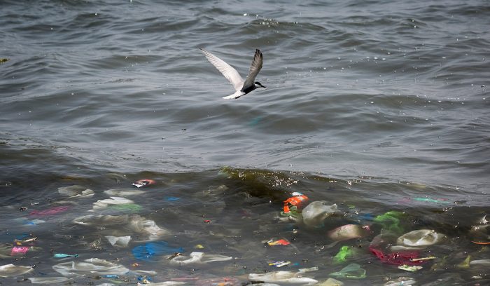 WWF: la contaminación con plásticos afecta ya al 88% de las especies marinas