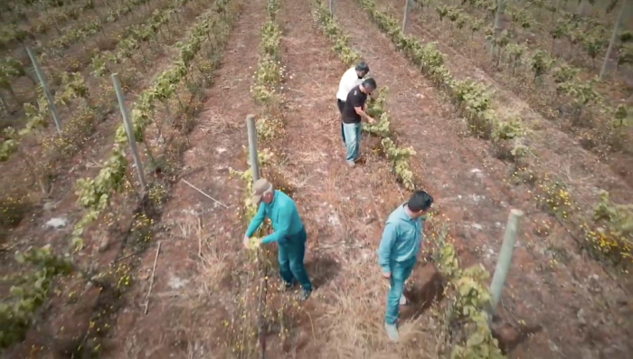 El esfuerzo y dedicación de viñateros emergentes que buscan posicionar los vinos de La Araucanía en Chile y el mundo