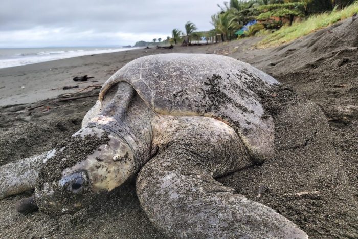 Siete países se unirán en proyecto chileno que busca estudiar la basura para la conservación de las tortugas marinas en América Latina