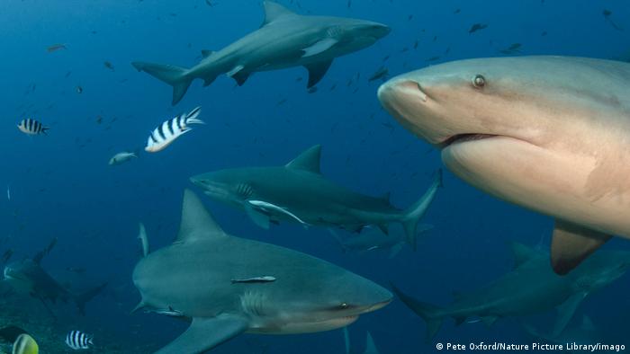 Los tiburones toro son capaces de establecer «amistades» que pueden durar varios años