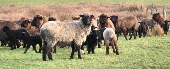 Estudio pretende determinar el nivel de contaminantes que podrían afectar la inocuidad en la carne ovina del sur de Chile