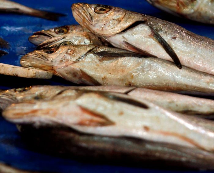 Industriales pesqueros acusan “negacionismo técnico” en discusión legislativa sobre recursos del mar