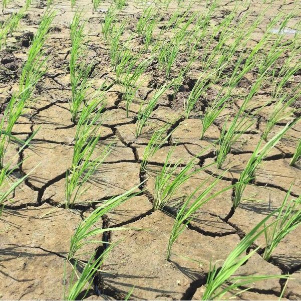 Científico chileno participa en investigación internacional para entender cómo las plantas perciben la sequía y falta de nutrientes