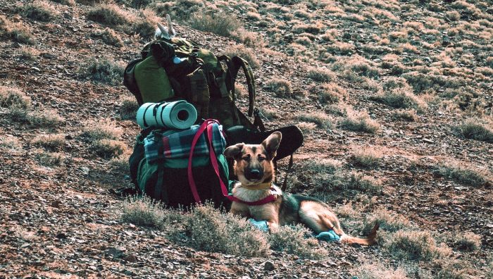 Día Mundial del Perro: recomendaciones para viajar con tu mascota regalona