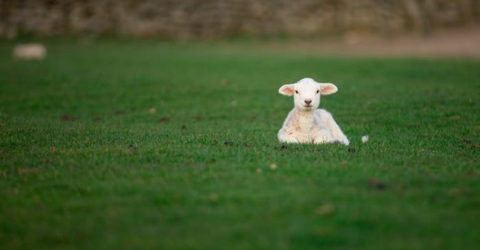 El coraje de los corderos y la temeridad de desafiar al planeta