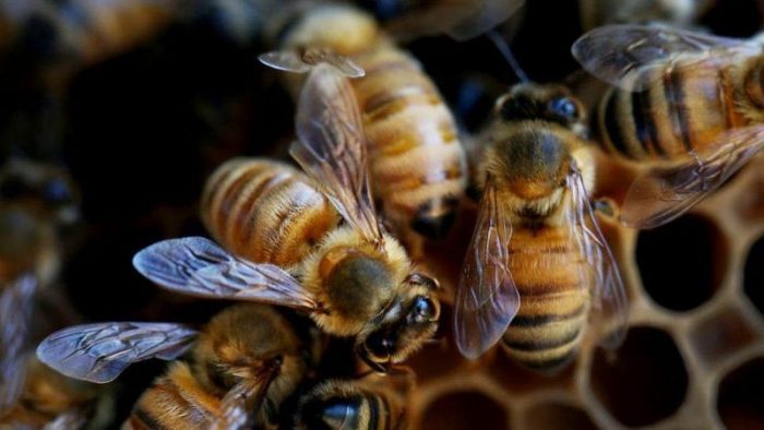 Cócteles de pesticidas: la combinación mortal que está matando a las abejas en todo el mundo