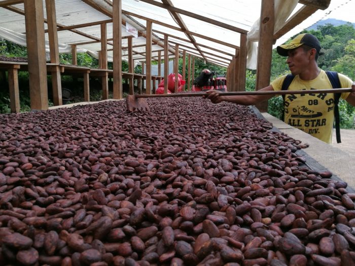 Cacao, chocolate y crisis climática