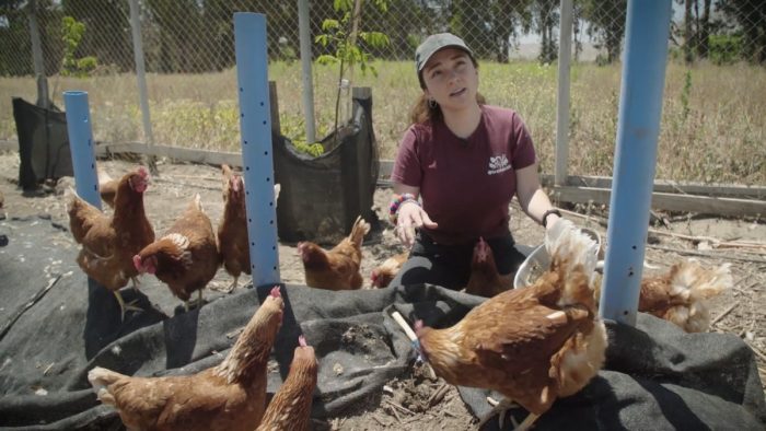 Agente de Cambio: debuta serie de emprendedores con productora de “gallinas libres, solteras y felices”
