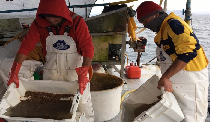 Buscan apoyar la sostenibilidad del cultivo de Ostión del Norte en empresas acuícolas de Tongoy