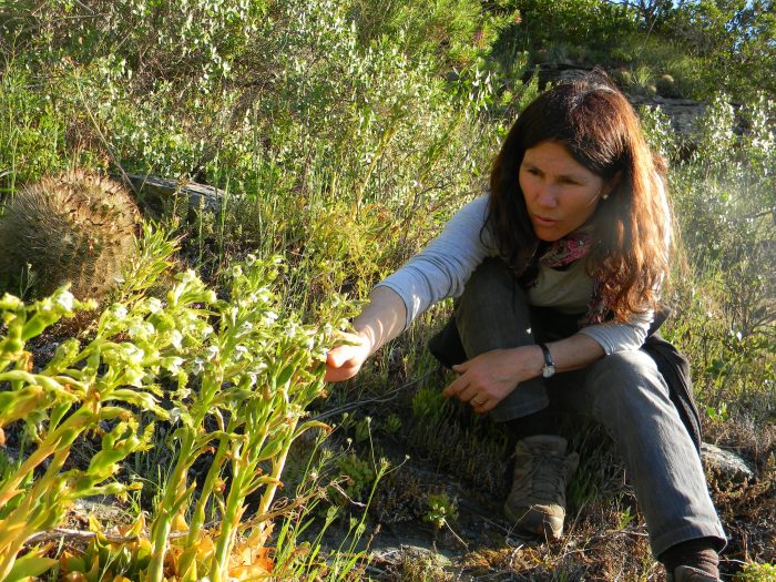 Proyecto de ciencia ciudadana invita a monitorear y conservar orquídeas nativas en Chile