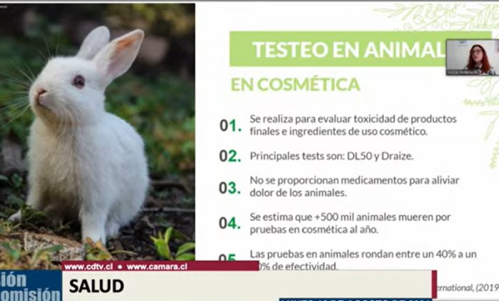 Avanzan proyectos que prohíben experimentación de cosméticos en animales
