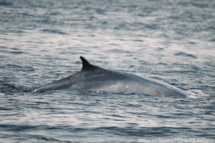 Grupos de hasta 150 ballenas rorcuales se ven, tras décadas, en el Antártico