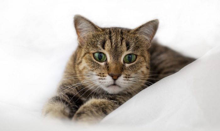 Los mejores consejos para fotografiar a tus mascotas regalonas