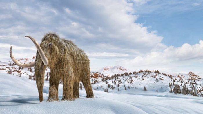Cambio climático: los científicos que quieren «resucitar» mamuts para salvar el planeta