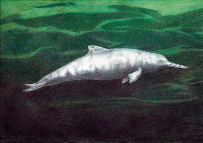 Descrubren una nueva especie de delfín que vivió hace 7 millones de años