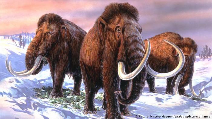 «Híbrido elefante-mamut»: empresa de biociencia afirma que traerá de vuelta al extinto mamut lanudo
