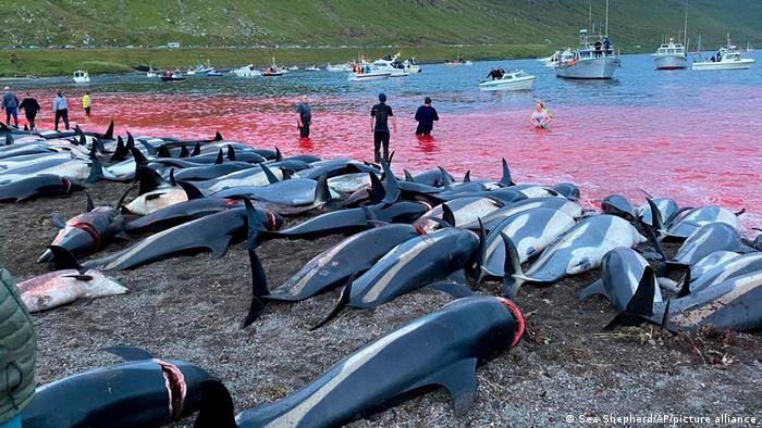 Matanza «tradicional» de 1.400 delfines en las islas Feroe indigna al mundo