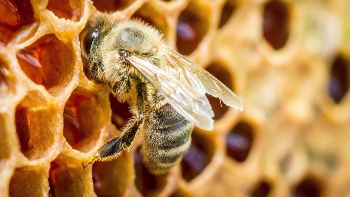 Salvar de la extinción a las abejas y medir la salud de las colmenas es posible con tecnología