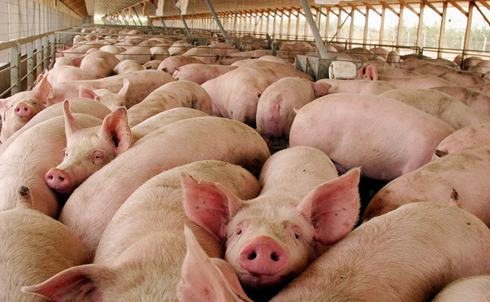 Universidad chilena obtiene patente para vacuna contra la principal patología que afecta la producción de cerdos en el mundo