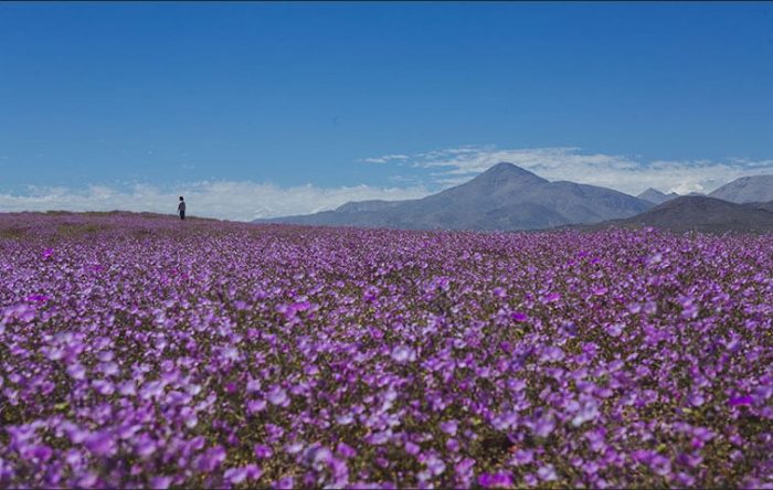 ¿Regar el desierto? Destruyendo el patrimonio natural y evolutivo de Chile