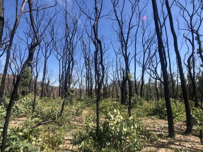 El cambio climático está poniendo a prueba la resistencia al fuego de los bosques autóctonos