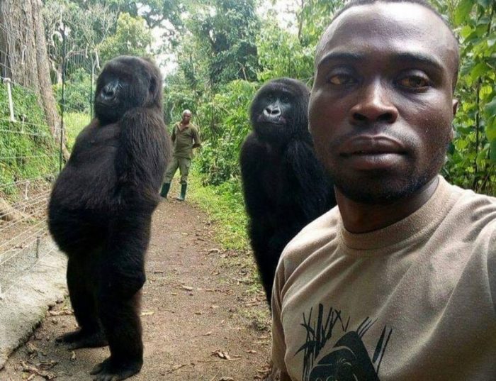 Ndakasi: la historia de la gorila que se volvió famosa por un selfie con un guardabosques y murió en brazos de su cuidador