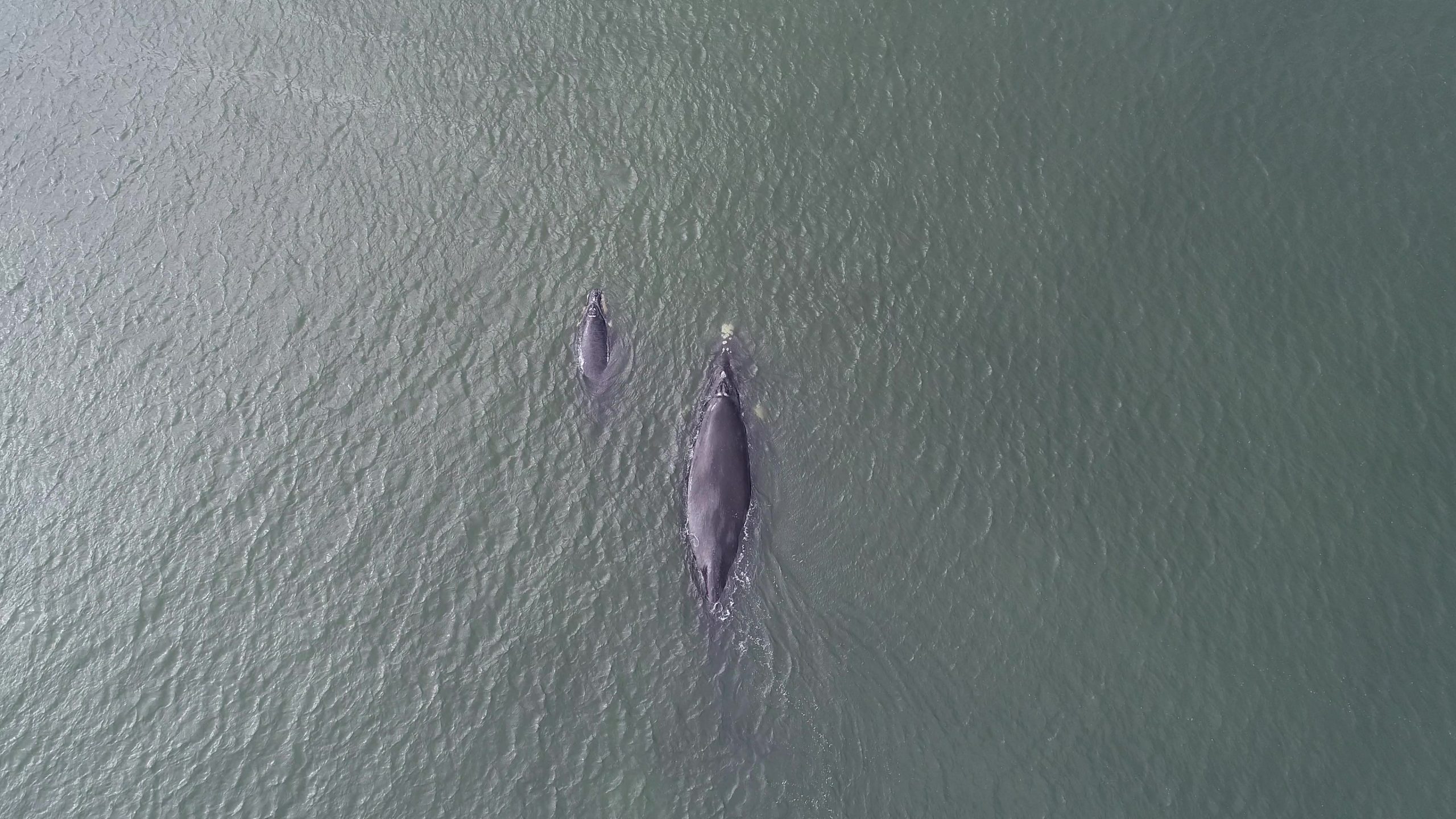 Pescadores descobrem baleias siamesas em laguna no México