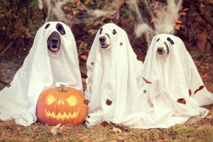 ¿Dulce o premio? protege a tu mascota este Halloween