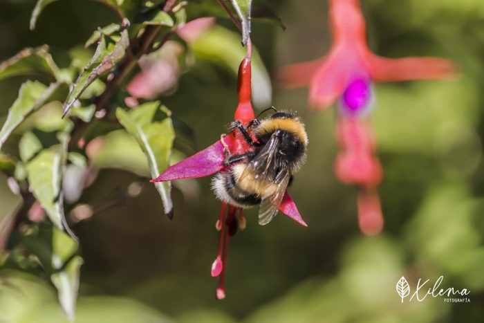El abejorro cuya expansión amenaza los ecosistemas