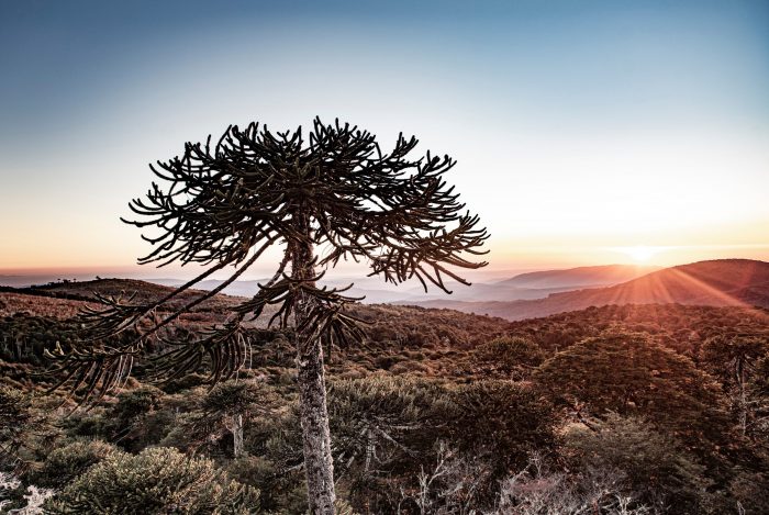 Territorio Nahuelbuta es elegido uno de los 100 destinos verdes del mundo en 2021