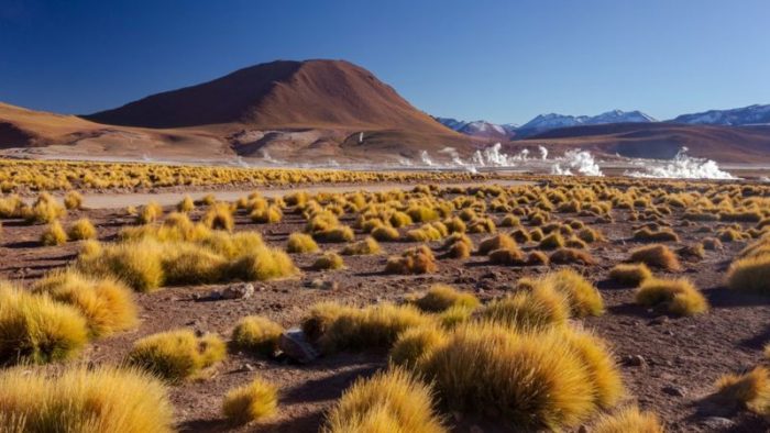 Cómo es la «mina de oro genética» que hace posible la vida en el desierto de Atacama, el más seco del planeta