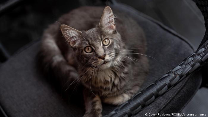Gatos domésticos son capaces de rastrear la «presencia invisible» de sus dueños