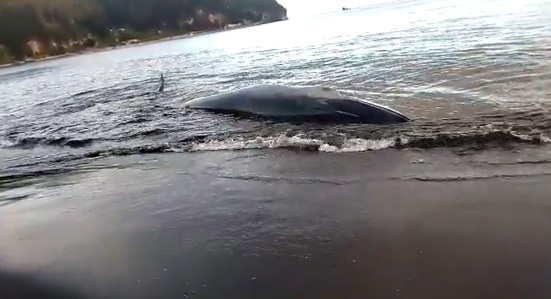 Hualpeninos se sorprenden por varamiento de ballena en la playa de Lenga