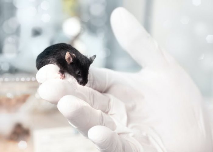 Experimentación animal, una práctica extremadamente regulada e indispensable para el avance científico