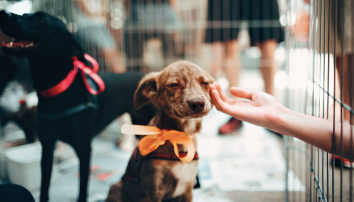 Jornada de adopciones, show canino y chipeos gratuitos