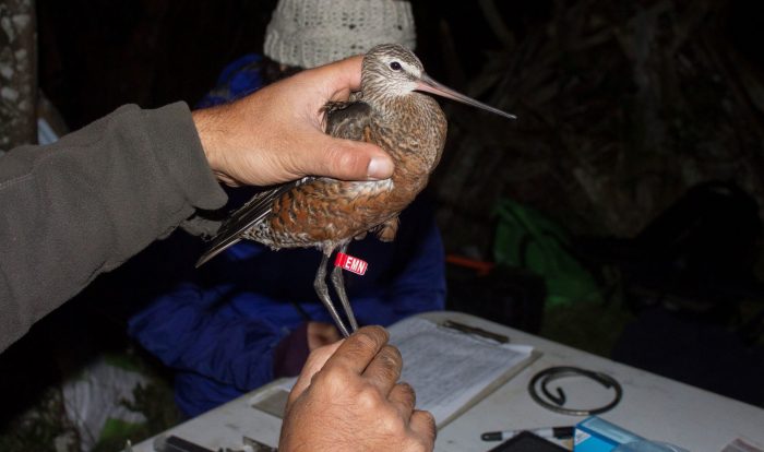 Estudio constata fuerte presencia de antibióticos provenientes de salmonicultura en Chiloé poniendo riesgo biodiversidad