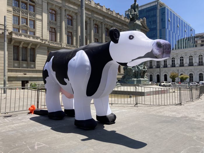 Vaca inflable se toma el frontis de la Convención Constituyente para conseguir respaldo a la campaña #NoSonMuebles