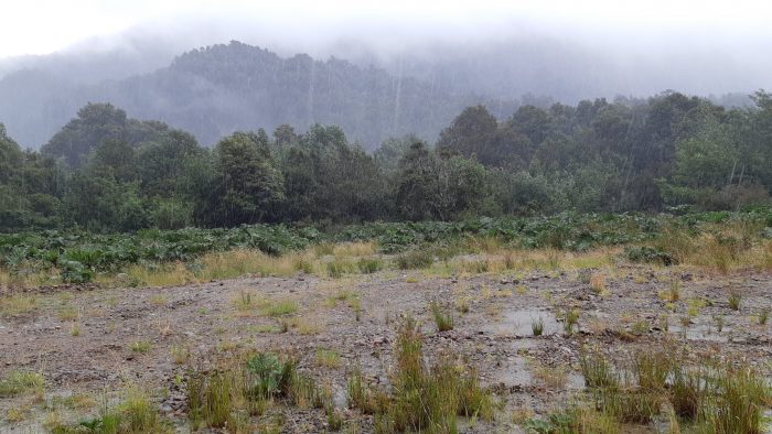Estudio detalla cómo los árboles patagónicos resisten la sequía
