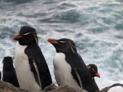 Pingüinos y su aporte al ecosistema