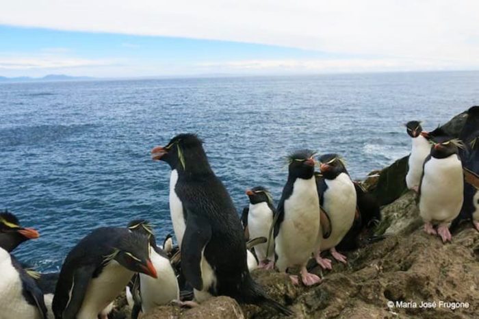 Nueva investigación reafirma la existencia de tres especies distintas de pingüinos de penacho amarillo