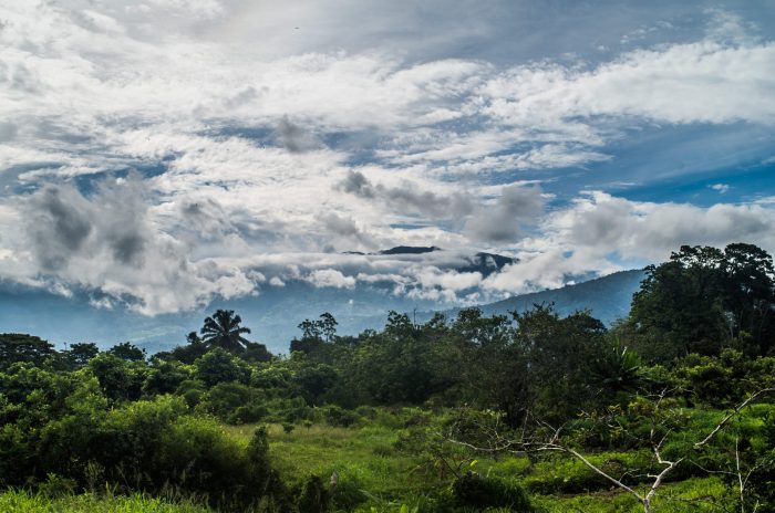 Investigación revela la rápida recuperación de bosques tropicales