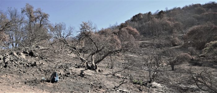 Carta abierta de científicos: «Qué perdemos las personas cuando se secan los bosques»