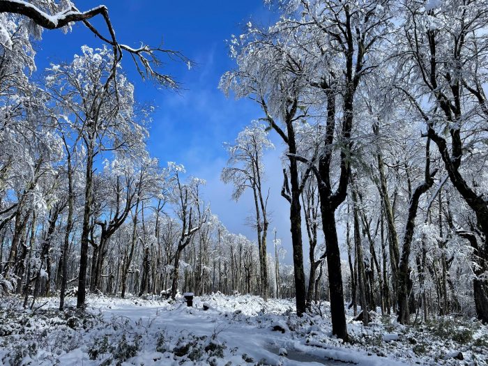 Nuevo Núcleo Milenio se dedicará al estudio de los bosques patagónicos de alta montaña