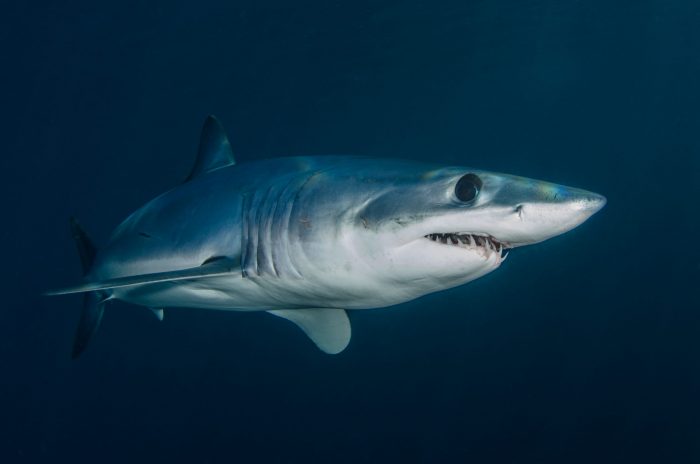 Investigador lidera proyecto para proteger tiburones en riesgo de extinción