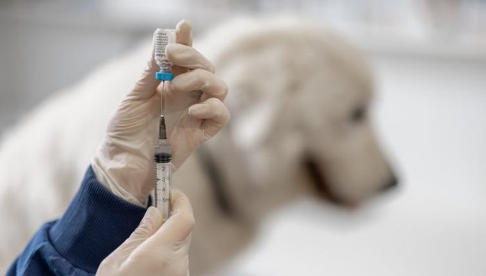 Lo que pasaría si no vacunásemos a nuestros perros de la rabia