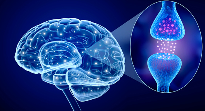 Científica chilena estudia patologías para lograr rejuvenecimiento del cerebro